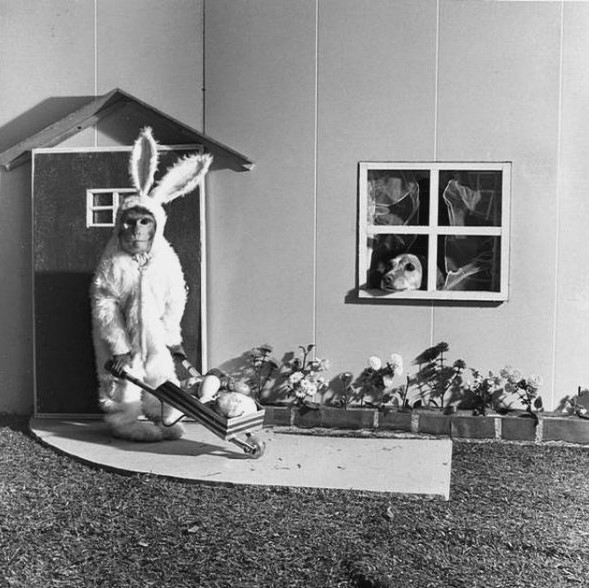 Monday WTF Gallery 53 – Easter Edition